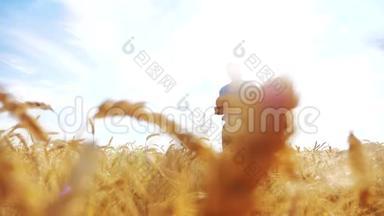 <strong>老农</strong>夫面包师拿着一个金色的面包和面包在成熟的麦田对抗蓝天。 慢速视频